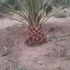 تكريب تنظيف وترتيب نخل بجميع انواعه عربي وشنطني
