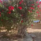 الشجار لبيع فيه جهنمات وشجار نادره الموقع طايف مزرعت السديري