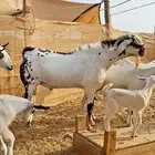تيس بيشي صنف الصنف