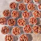 تمر صفري بيشه