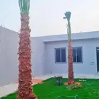 نخل واشنطن