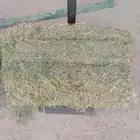 للبيع برسيم صافي حصاد قبل عشر أيام سعر الحبه 30 ريال