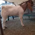 للبيع تيس مطوار