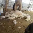 حلاق غنم جز صوف كصاص