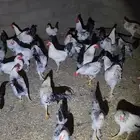ديوك فرنسي للبيع