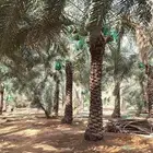 نقوم بتوريد وتركيب جميع أنواع النخيل المثمرة وزينه