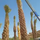 كرين ونش إيجار شهري يومي 5طن الونش دخل وخرج تبوك