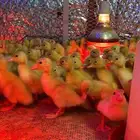 فروخ صيصان بط بكيني حجم جامبو