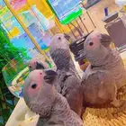 فروخ كاسكو صحه ونظافه((تم البيع ))