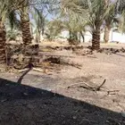 تكريب تنظيف وترتيب نخل بجميع انواعه عربي وشنطني