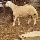 مشروع فحل حري مشروط(تم البيع)