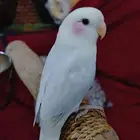 ببغاء الروز أليف جدأ لعوب حبوب للبيع