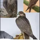 طير حر للبيع