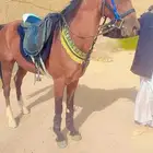 اجار خيول اجار جمال اجار سياسي داخل وخارج الرياض اسعار مناسب
