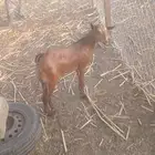 ماشاءالله تبارك الله