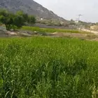 قصب اخضر للبيع