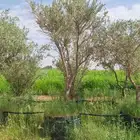 يوجد أشجار زيتون في مراكن للبيع