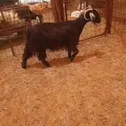 للبيع عنز حريه