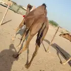 ناقه حساحلي طيبة كفوو للبيع