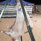 طعام
