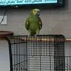 ماشاءالله تبارك الرحمن امزوني بلوفرنت الدرجه الثانيه اليف