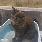 قطوه شيرازيه