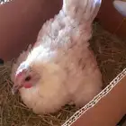 للبيع دجاجه