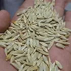 شعير بلدي الكيس ب250 وزن 45 كيلو