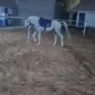 ايواء عسف علاج تدريب