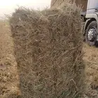 يوجد رودس رخيص. شد 85