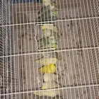 موصل طيور حيونات أمانات