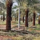 نقوم بقلع وغرس جميع انواع النخيل