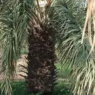 نخيل فاخر إخلاص