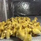 فروخ بط بكيني سوبر جاانبو