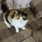 قطة اليفة للبيع