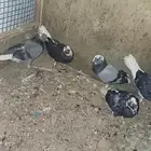حمام قلبي