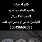 عرض مميز