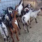 تيوس يمنيه شبيه التيوس المحايليه