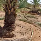 سكري إخلاص