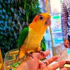 فرخ كايك وايت بلي (( تم البيع ))