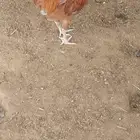 دجاج