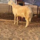 فحل حري صنف