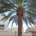 جث وغرس وتكريب النخيل والأشجار