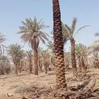 تكريب وتجوير ونظافة المزارع بأسعار مناسبة