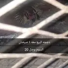 دجاج مع اربع صيصان للبيع سوم وصل 20