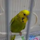 بادجي نص اليف يطلع علي اليد