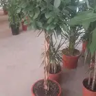مشتل تنسيق حدائق