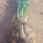 فسايل نخيل