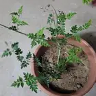 متوفرنباتات داخليه و خارجيه