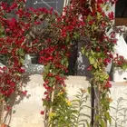 مشتل تنسيق حدائق